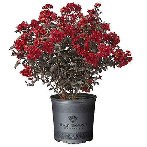 Black Diamond Best Red Crape Myrtle Live Shrub (2.25 Gallon)