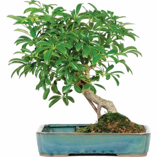 Brussel's Hawaiian Umbrella in Land Water Pot Bonsai - Large - (Indoor)