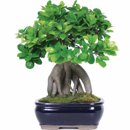 Brussel's Bonsai Ginseng Grafted Ficus Bonsai - (Indoor)