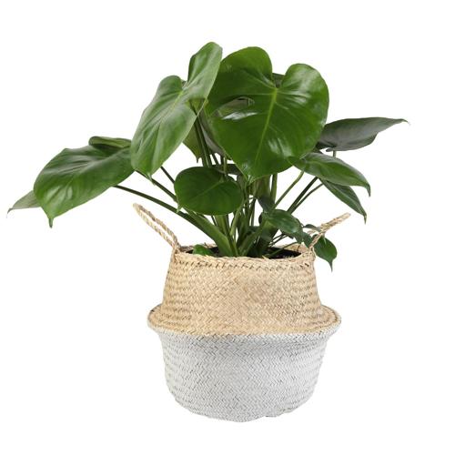 Costa Farms Live Indoor 24in. Tall Green Monstera; Medium, Indirect Light Plant in 10in. Seagrass Planter