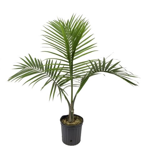 Costa Farms Live Indoor 3-4 FT. Tall Green Majesty Palm Tree; Bright, Indirect Sunlight Plant in 10in. Grower Pot