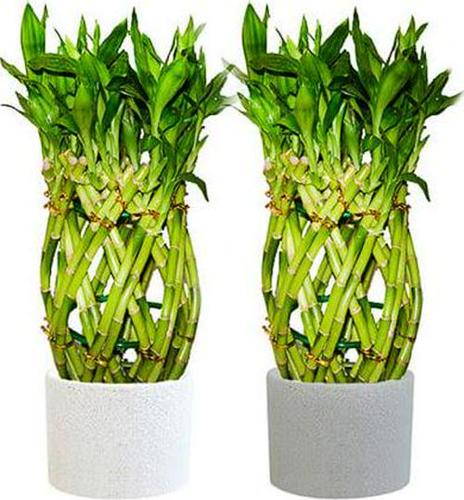Better Homes and Gardens 12 Darker Green Lucky Bamboo Live Plants Pot (2 Pack)