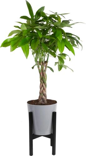 Costa Farms Live Indoor 42in. Tall Green Money Tree; Medium, Indirect Light Plant in 9.25in. Mid-Century Modern Planter