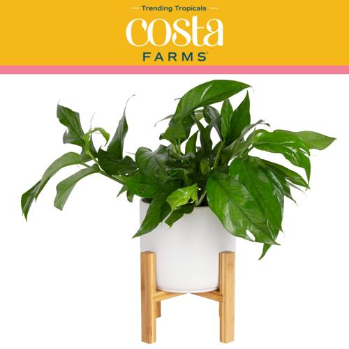 Costa Farms Trending Tropicals Live Indoor 12in. Tall Green Baltic Blue Pothos; Medium, Indirect Light Plant in 6in. Mid-Century Modern Planter