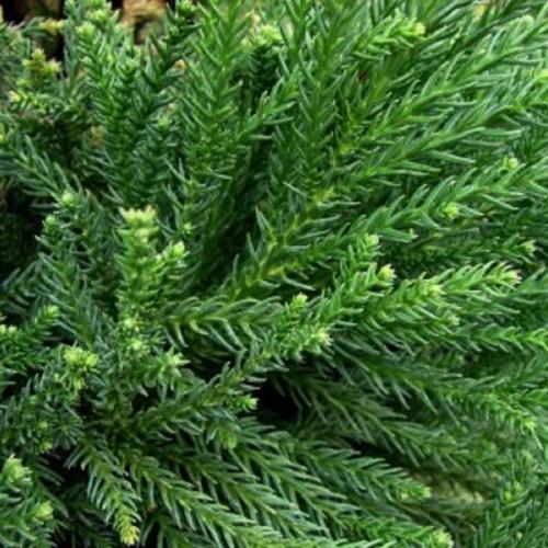 Chapel View Japanese Cedar (3 Gallon) Broad Pyramidal Evergreen Shrub with Blue-Green Needles - Full Sun Live Outdoor Plant