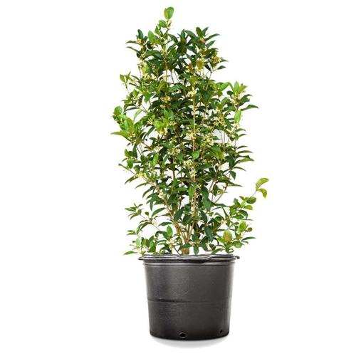 7 Gal. Tea Olive - Fragrant Flowering Evergreen Bush