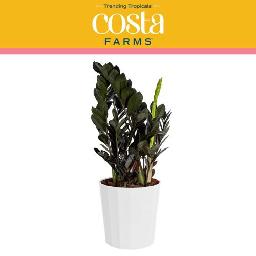 Costa Farms Trending Tropicals Live Indoor and Outdoor 22in. Tall Black RavenA ZZ Zamioculcas a Dowona ; Medium, Indirect Light Plant in 10in. DA(C)cor Pot