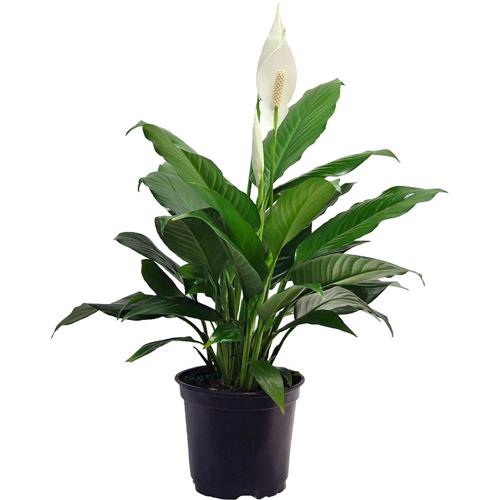 Costa Farms Live Indoor 15in. Tall White Peace Lily; Bright, Indirect Sunlight Plant in 6in. Grower Pot