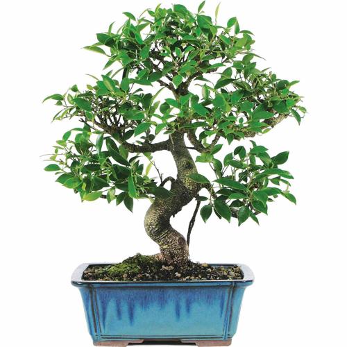 Brussel's Golden Gate Ficus Bonsai - Large - (Indoor)