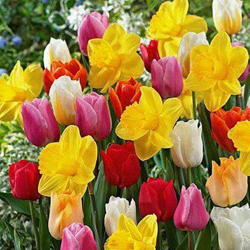 Daylily Nursery All-in-One 50 Tulip and 50 Durch Master Daffodil Plant Bulbs - (100 Count)
