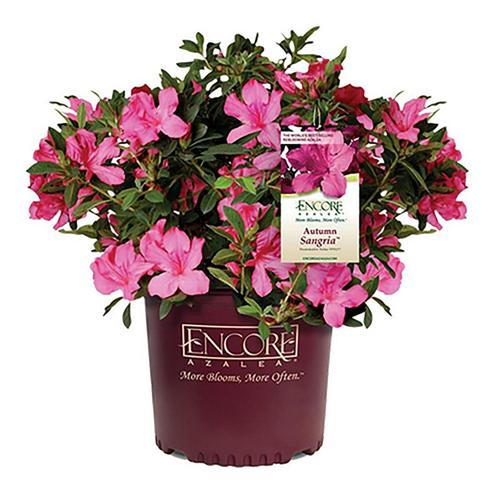 Encore Azalea Autumn Sangria Live Shrubs
