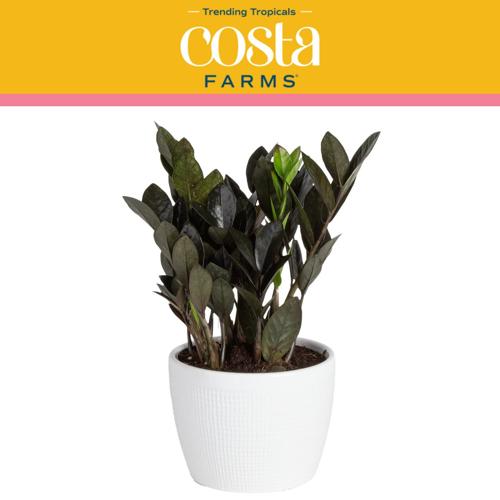 Costa Farms Trending Tropicals Live Indoor and Outdoor 10in. Tall Black RavenA ZZ Zamioculcas a Dowona ; Medium, Indirect Light Plant in 6in. Ceramic Planter
